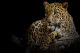 Leopard Resting on a Log Canvas Print