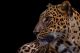 Wild Leopard Canvas Print