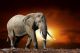 Big Elephant in Dark Background Canvas Print