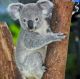 koala Bear in Forest Zoo Canvas Print