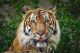 Close up of Bengal Tiger Canvas Print