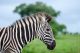 Cute Zebra Foal Canvas Print