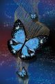 Wings of the Morpho Butterfly Canvas Print
