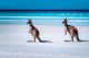 Kangaroos On The Beach Canvas Print