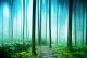 Foggy Forest Canvas Print