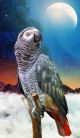 Grey Parrot with Mountains and the Moon in the Blue Sky Canvas Print