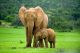 A Young Elephant and Baby Canvas Print