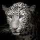 Black and White of Jaguar Canvas Print