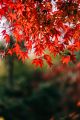 Closeup Vertical Wallpaper of Beautiful Red Maple Leaves Canvas Print