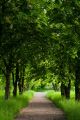 Bright Green Trees Canvas Print