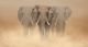Three Elephants are Walking in a Sandstorm Canvas Print
