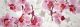 Pink Orchids and Blooming Cherry Panoramic Canvas Print