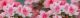 Panorama Beautiful Pink Flowers Canvas Print