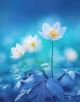 Beautiful Blue Spring Forest White Flowers Canvas Print