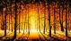  Autumn Sunset in the Orange Forest Canvas Print
