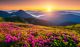Attractive Summer Sunset with Pink Flowers, Ukraine, Europe Canvas Print