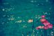 Beautiful Nature Scene With Pink Blossom Canvas Print