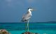 Great Blue Heron Bird Resting On the Rocks, Maldive Islands Canvas Print