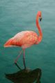 A Vertical Shot of a Pink Flamingo Canvas Print