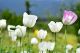 Tulip Flowers From Indira Gandhi Memorial Tulip Garden, Srinagar Canvas Print