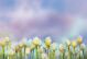 Yellow Tulip Flower Field with Blue Sky Background Canvas Print