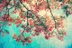Vintage Flowers Background Canvas Print