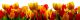 Panorama of Yellow Tulips Canvas Print