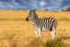 African Zebra Canvas Print