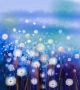  White Dandelion Flower in the Meadows Canvas Print