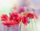 Watercolor Red Poppy Flowers in Soft Color and Blur Style Canvas Print