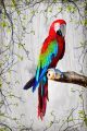 Beautiful Macaw Parrot Canvas Print