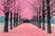 Pink Tree, Nami Island in Korea Canvas Print