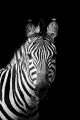 Zebra on Dark Background Canvas Print