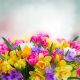 Multicolored Freesia and Daffodil Flowers Canvas Print