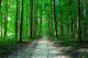 Beautiful Green Forest Canvas Print