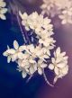 Blossom Tree Over Nature Background Canvas Print