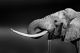 Elephant with Large Tusks Drinking Water Canvas Print