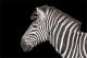 Zebra with Black Background Canvas Print