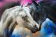Pastel Colors of Couple of Horses Canvas Print