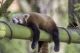 Cute Sleeping Panda Canvas Print