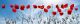 Panorama Red Poppies and Blue Sky Canvas Print