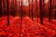 Beautiful Red Autumn in the Forest Canvas Print
