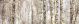 Panorama with Birch Trees Canvas Print