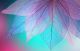 Transparent Macro Leaves Canvas Print