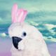 Cute White Bird Canvas Print