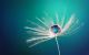 Beautiful Water Drop on a Dandelion Flower Canvas Print
