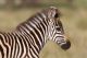 A Close Up Of A Young Zebra Canvas Print